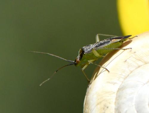 Réf. 228 952 : Closterotomus trivialis